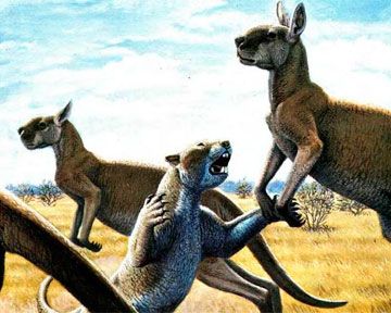 Огромные кенгуру вымерли из-за воздействия австралийских туземцев