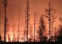 Пожар в лесу. Необходимо напомнить, что фото с веб-сайта www. region45.ru