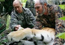 Путин и тигрица. Стоит напомнить, что фото с веб-сайта www. mger2020.ru