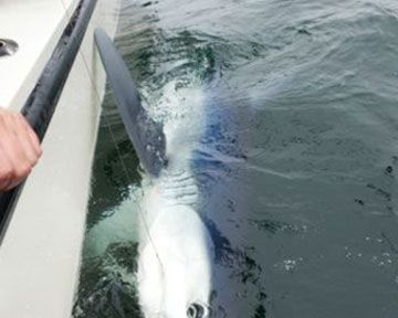 В Дании на удочку изловили гигантскую акулу