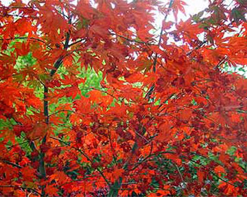 Ученые отыскали разъяснение изменению цвета осенних листьев