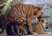 Тигры. Важно напомнить, что фото с веб-сайта www. animalpicturesarchive. com