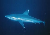 Белоперая акула. Важно напомнить, что фото с веб-сайта www. mondotours. ru