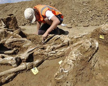 В Нидерландах найдено древнее захоронение лошадок
