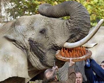 Погиб наистарейшем африканский слон в мире